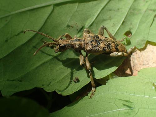 Réf. 231 306 : Rhagium sycophanta